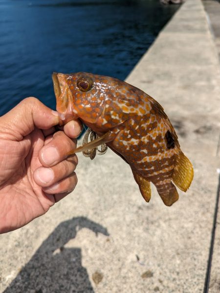 陸っぱり釣行記