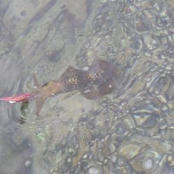 雨晴エギングIN対馬