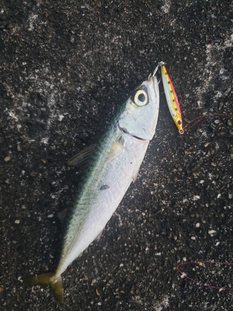 スーパーライトショアジギング