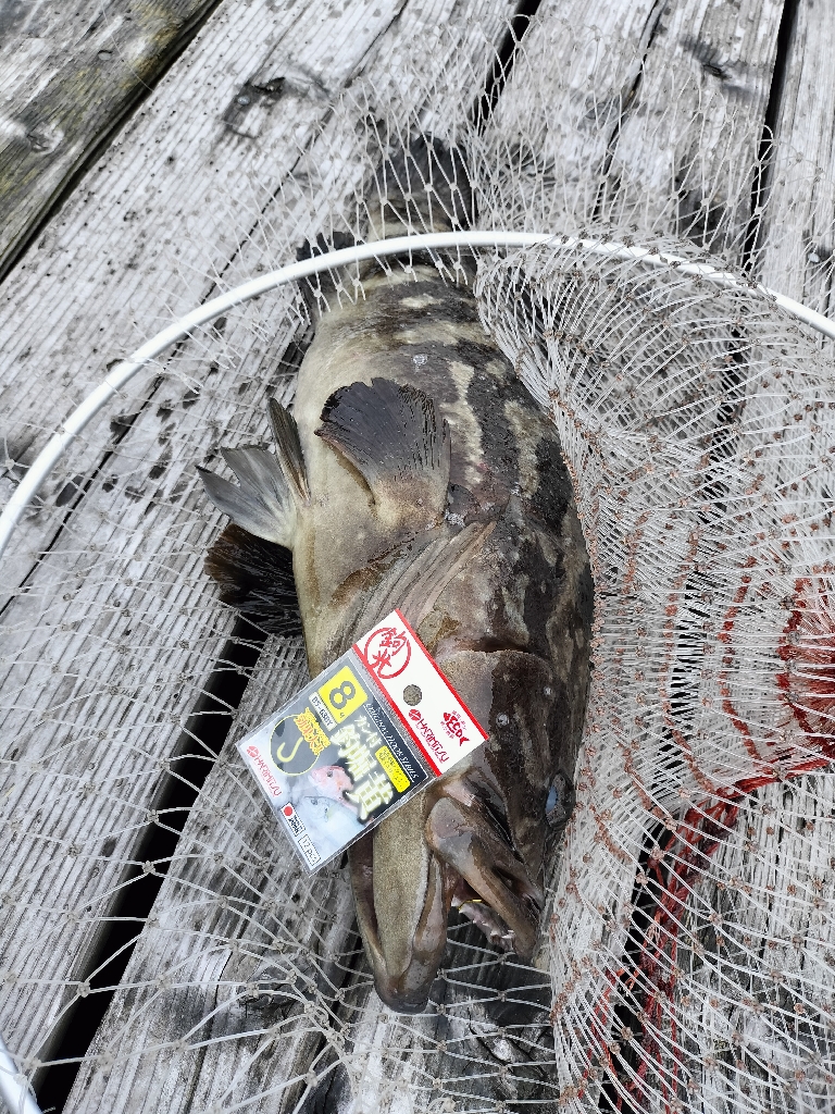 海上釣り堀でマグロ!?