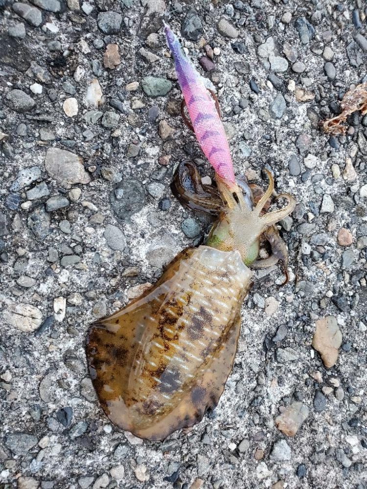 アオリイカ　絶好調