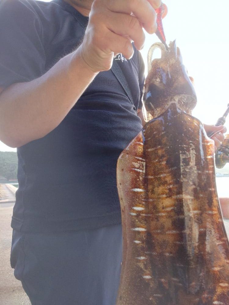 シゴオワエギングIN対馬