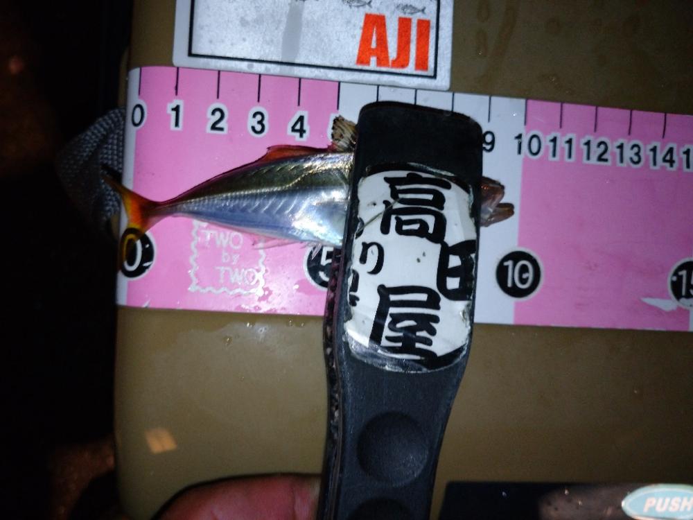 今夜も悶絶豆アジング