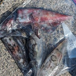 爆らない爆れないが好き