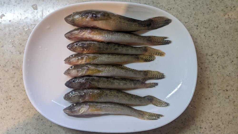 旧中川 ハゼ 束越え