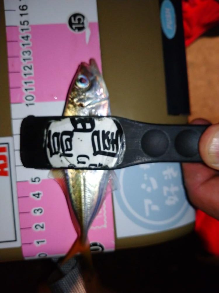 今夜も豆アジ修行