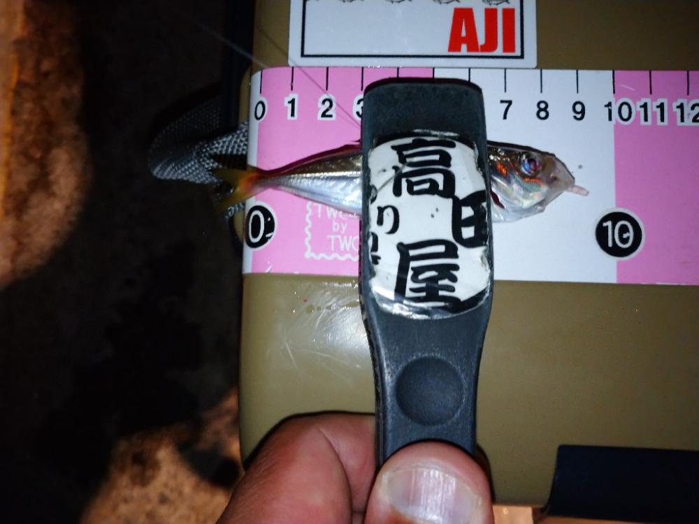 今夜も豆アジング