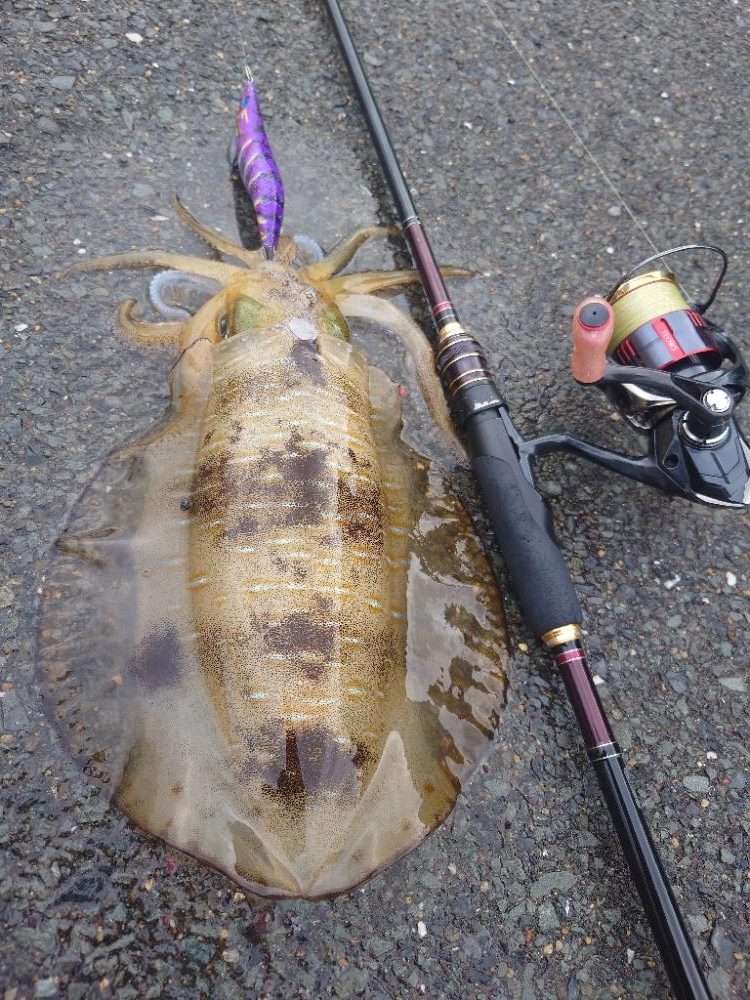 久々エギングIN対馬