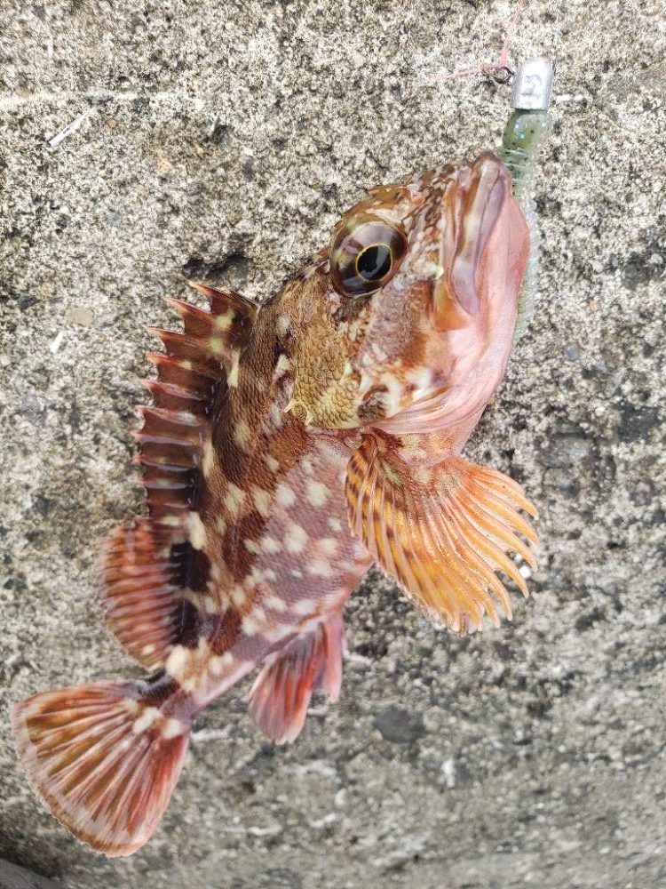 ロックフィッシュ釣行