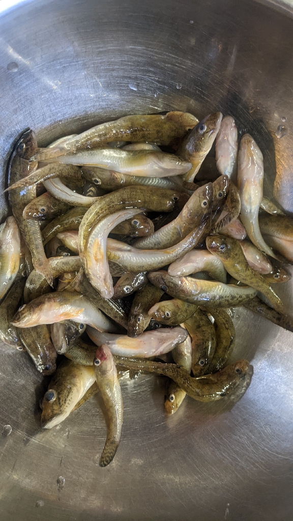 旧中川上流 ハゼ釣り