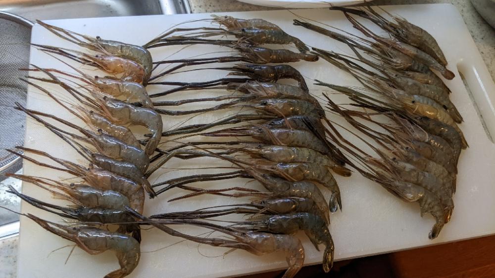 霞ヶ浦 テナガエビ 釣行強行