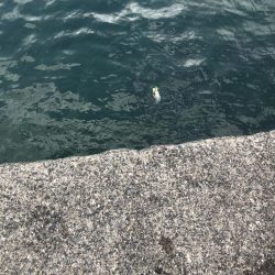 アオリに出会えず