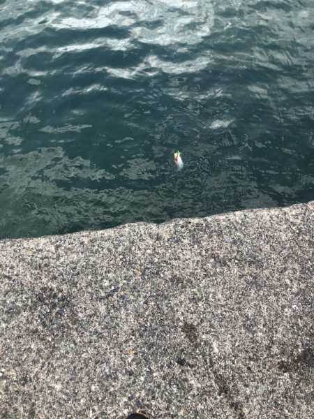 アオリに出会えず