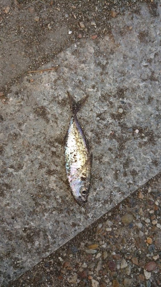 ガッシーは裏切らない！