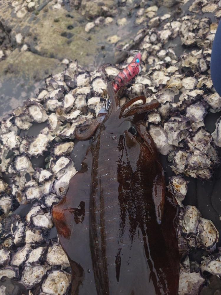 快晴エギングIN対馬