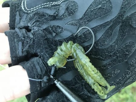 早朝デイチニング