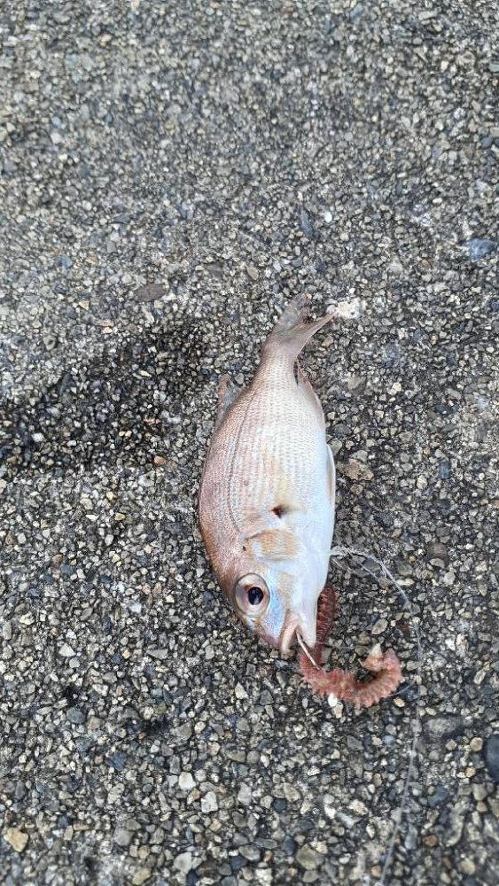 ポッパー楽しッ＼(^^)／