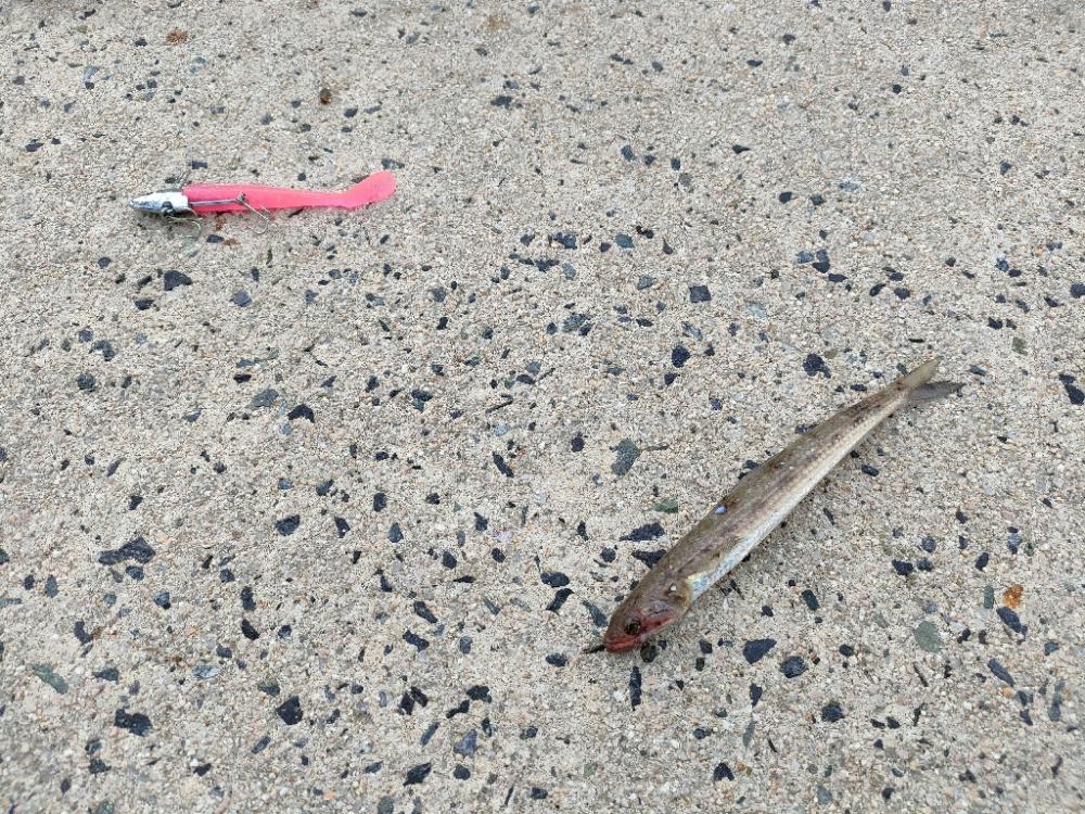 三連休はキス釣り