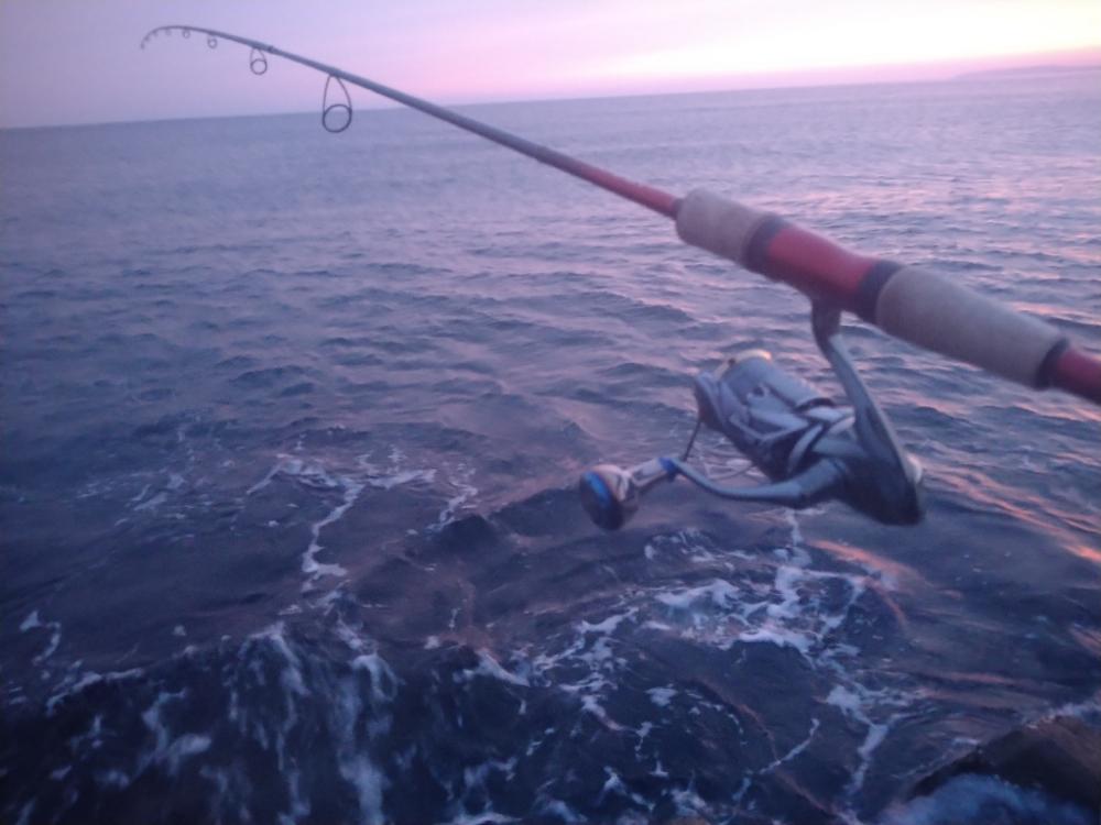 サーフでマゴチ