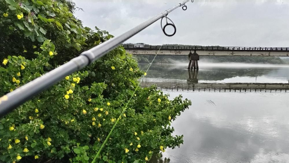 シーバス釣れました!