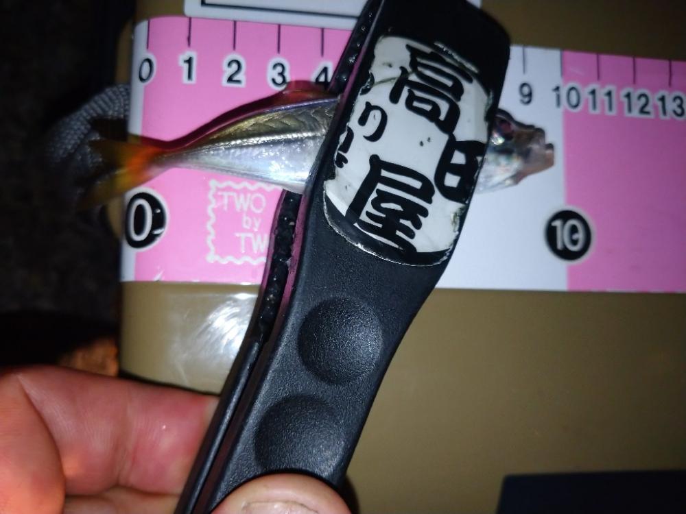 雨上がり豆アジング