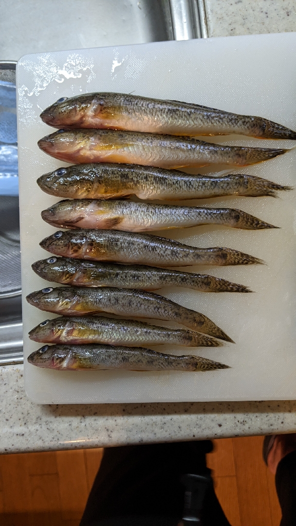 旧中川 ハゼ 2023初日