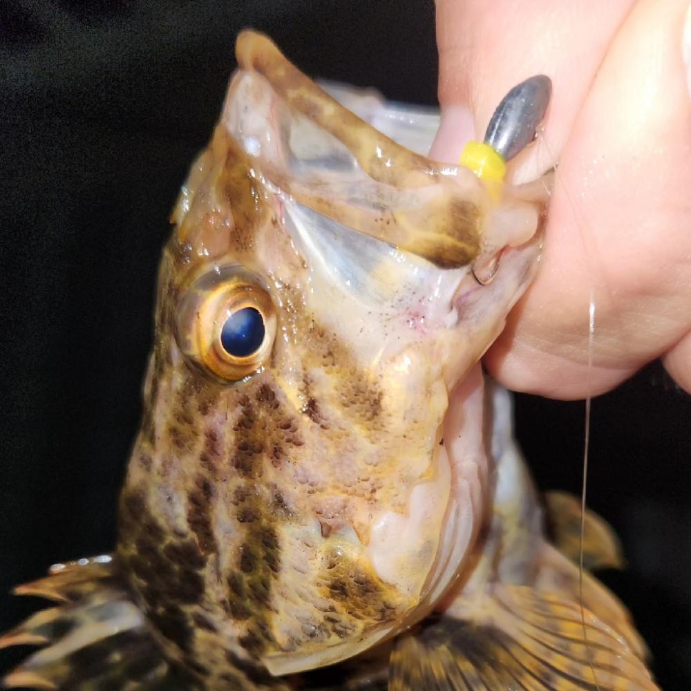まだまだ梅雨メバル