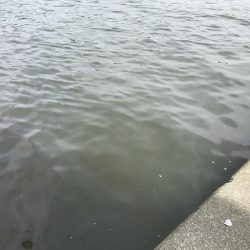 ポーズ目前からの、良型連発