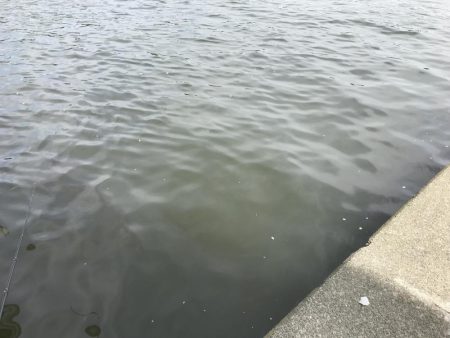 ポーズ目前からの、良型連発