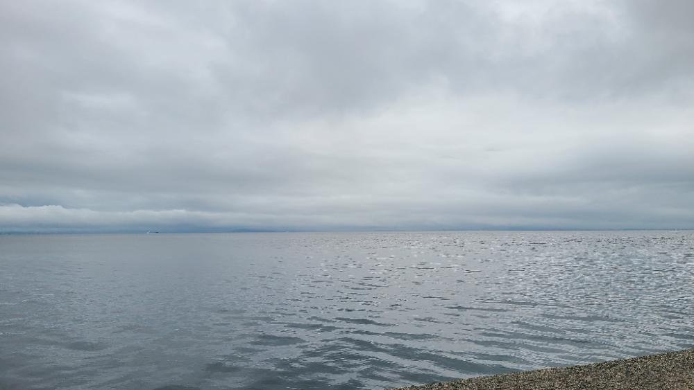 ようやくアコウに