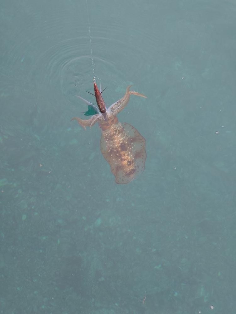 灼熱エギングIN対馬