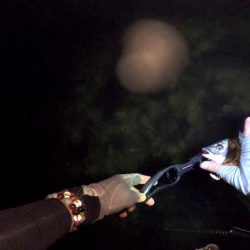 【チヌ】フリリグでチニング