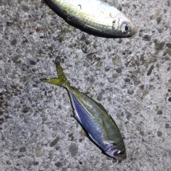 尺アジ狙いがまさかの大物