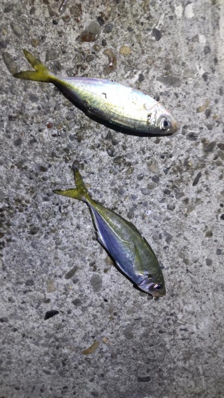 尺アジ狙いがまさかの大物