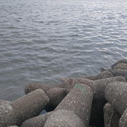 タコタコタコタコ