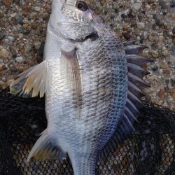 一つ謎が解けた