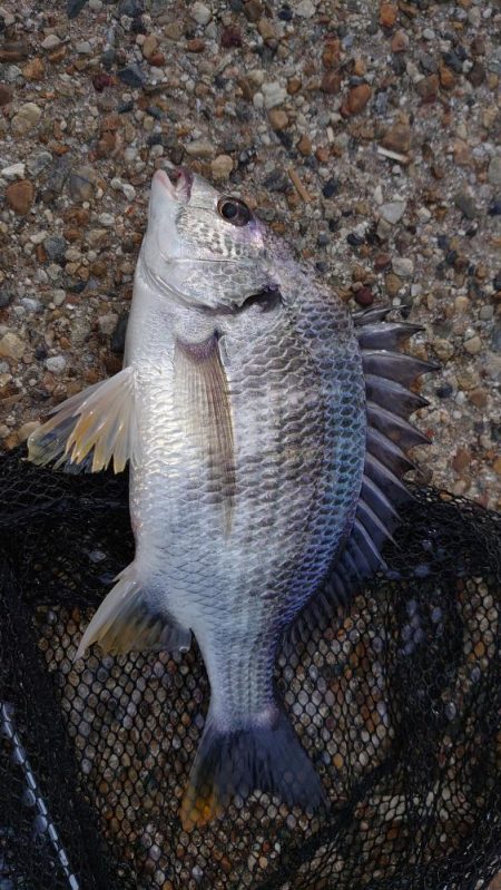 一つ謎が解けた