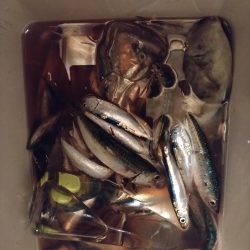 キス釣りだったけど