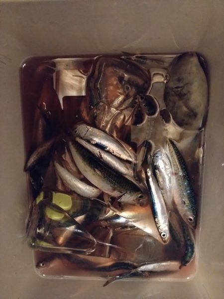 キス釣りだったけど