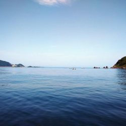 筏でアジ、サゴシ不漁