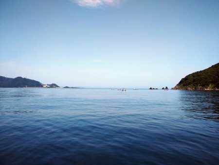 筏でアジ、サゴシ不漁