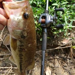 真っ昼間のサイトフィッシング