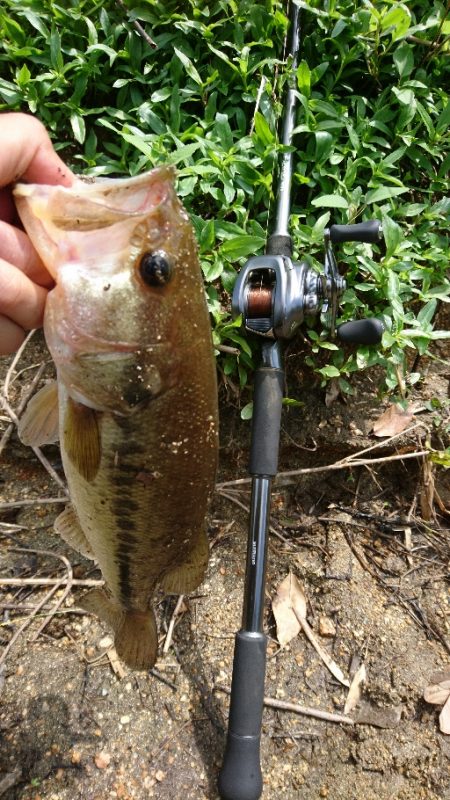 真っ昼間のサイトフィッシング