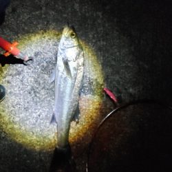 シーバス70cm 1年ぶり(^^;)