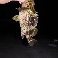 エギングたまにメバリング