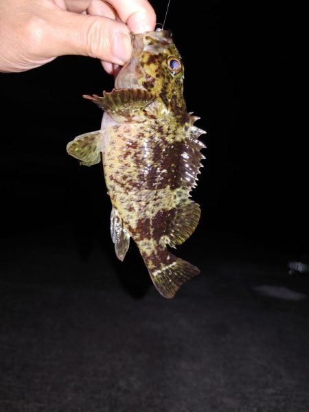 エギングたまにメバリング