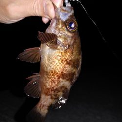 エギング　メバリング