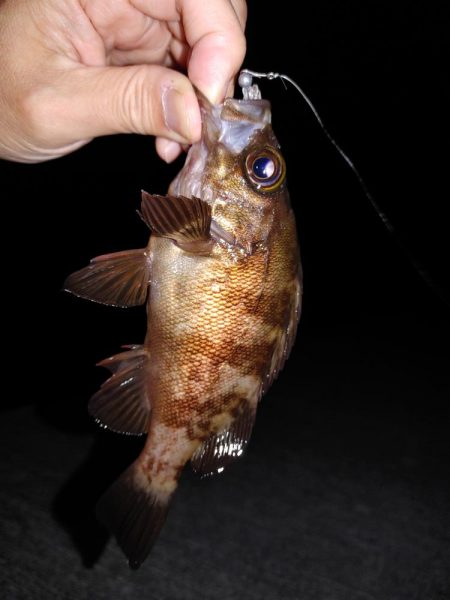 エギング　メバリング