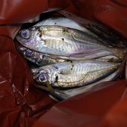 アジングとエギング