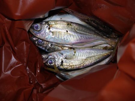 アジングとエギング